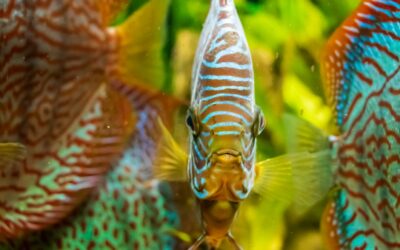 Aquarium : l’activité qui fait travailler la mémoire des seniors